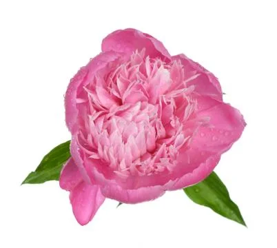 Pink peony Stock Photos