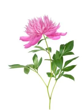 Pink peony Stock Photos