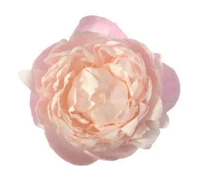 Pink peony Stock Photos