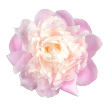 Pink peony Stock Photos