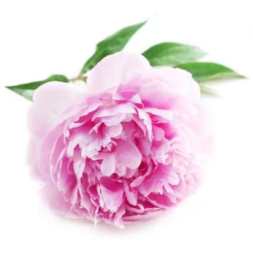 Pink Peony Stock Photos
