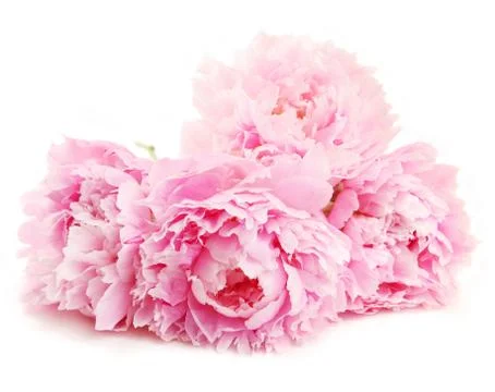 Pink peony Stock Photos