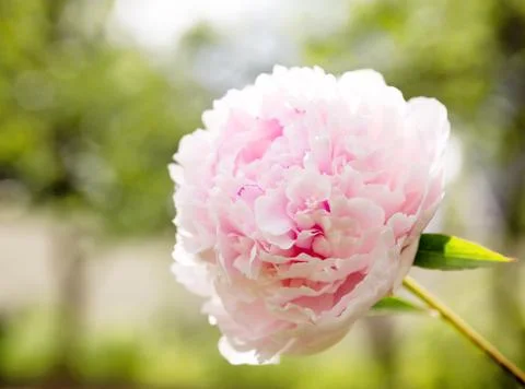 Pink peony Stock Photos