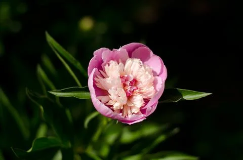 Pink peony Stock Photos