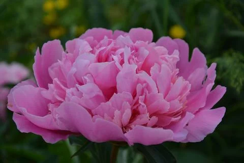 Pink peony Stockfoto's