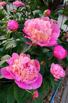 Pink peony Stock Photos