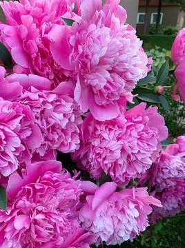 Pink peony Stock Photos