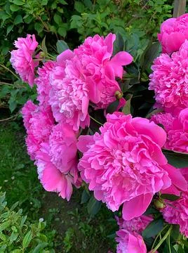 Pink peony Stock Photos