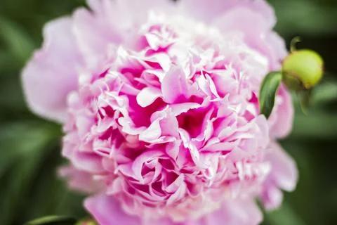 PInk Peony Stock Photos