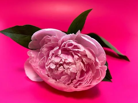 Pink peony Stock Photos