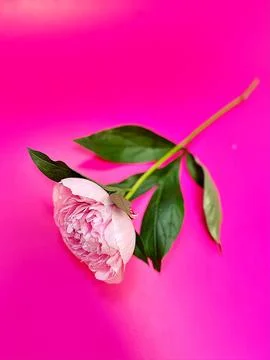 Pink peony Stock Photos