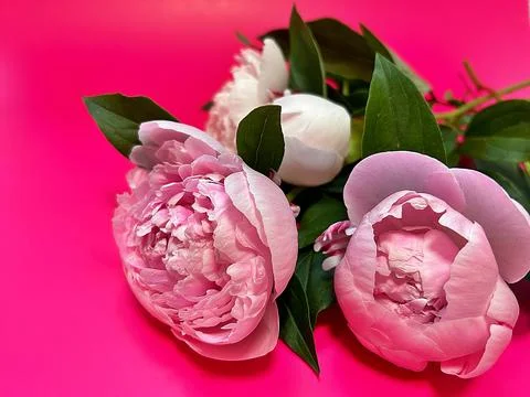 Pink peony Stock Photos