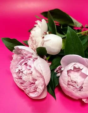Pink peony Stock Photos