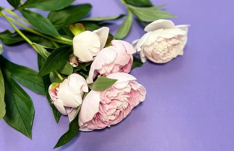 Pink peony Stock Photos