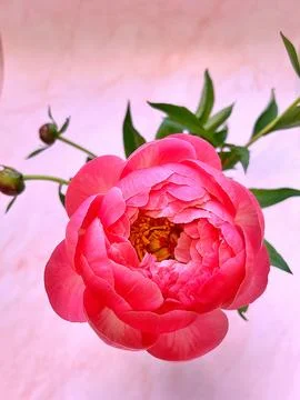 Pink peony Foto stock