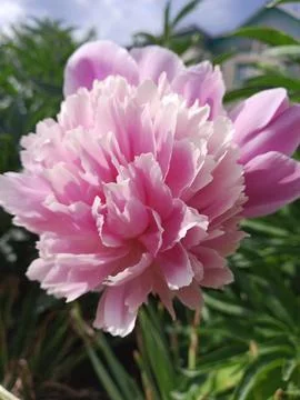 Pink peony Stockfoto's