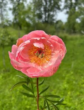 Pink peony Stock Photos