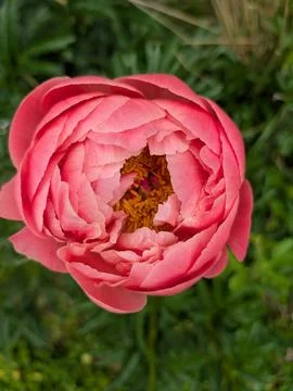 Pink Peony 스톡 사진