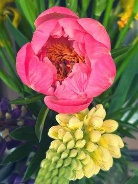 Pink peony Stock Photos