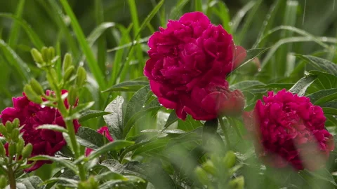 Pink peony in the rain Stock Footage 156517933