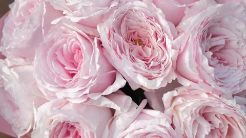 Pink peony roses Stock Footage 173393829