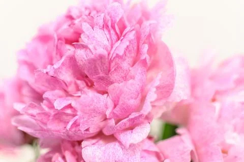 Pink peony with soft focus. Suitable as a floral abstract background Foto stock