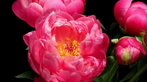 Pink Peony Time-lapse Stock Footage 273826312