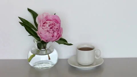Pink peony in a vase opens its petals Stock Footage 201716451