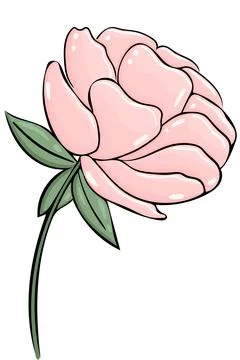 Pink peony, vector. One delicate garden flower on a white background. Hand drawn Illustrazione stock