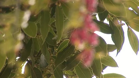 Pink pepper b Stock Footage 12400881
