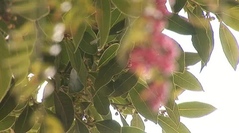 Pink pepper c Stock Footage 12400877
