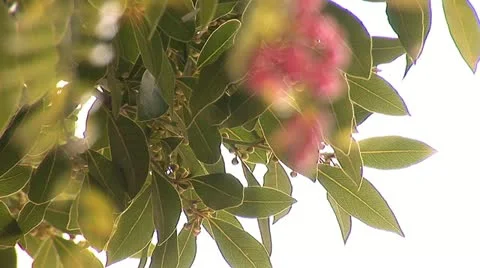 Pink pepper a Stock Footage 12400873