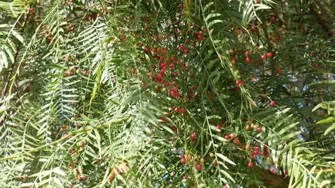 Pink Pepper or Schinus Molle plant caressed by the wind Stock-Footage 205566873
