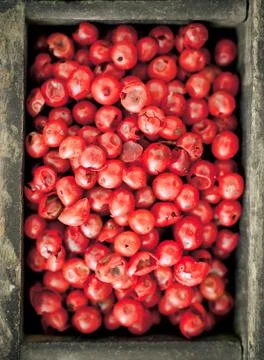 Pink peppercorns Stock Photos