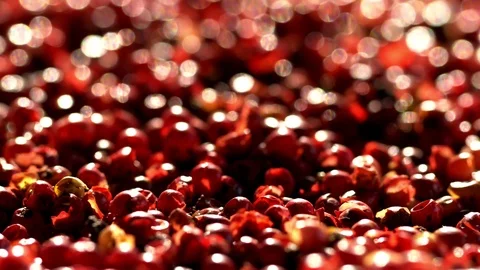 Pink peppercorns placed on a kitchen table.Extreme macro of a Himalayan pepper Stock Footage 102493558