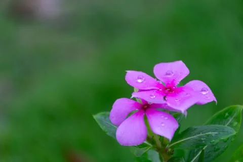 Pink Periwinkle With Dew Drops Foto stock