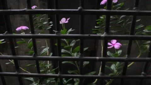 Pink periwinkle flower caged 스톡 동영상 161112242