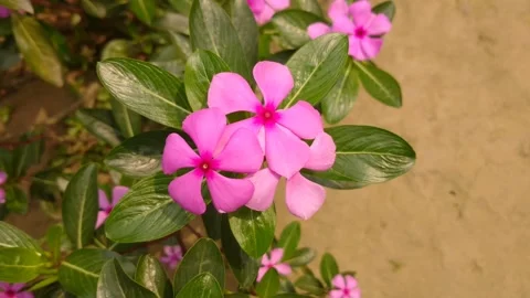 Pink periwinkle flower dance with wind Stock Footage 151372921