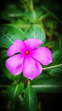 Pink Periwinkle Flower Macro Fotos de archivo