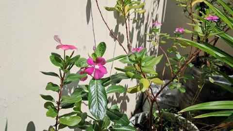 Pink Periwinkle Flowers in Bloom Stock Footage 331422415