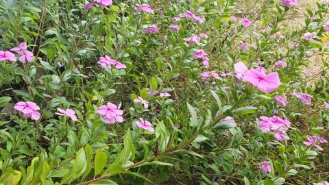 Pink periwinkle flowers blown by the wind Stock Footage 340408840