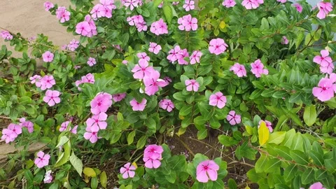 Pink periwinkle flowers blown by the wind Stock Footage 340408842