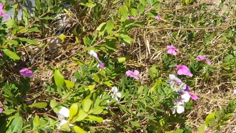 Pink periwinkle flowers blown by the wind Vidéo 340447432