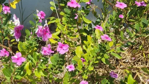 Pink periwinkle flowers blown by the wind Stock Footage 340447462