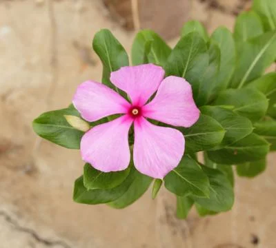 Pink periwinkle Stock Photos