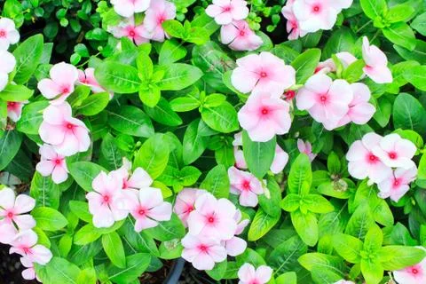 Pink periwinkle Stock Photos