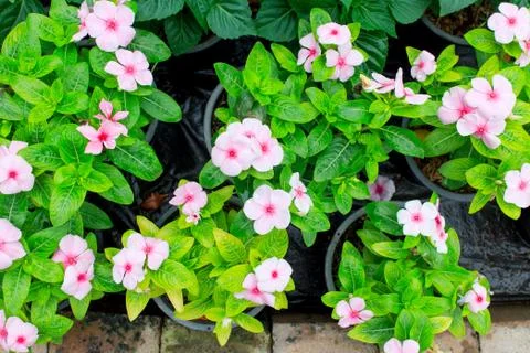 Pink periwinkle Stock Photos