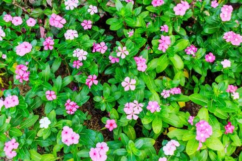 Pink periwinkle Stock Photos