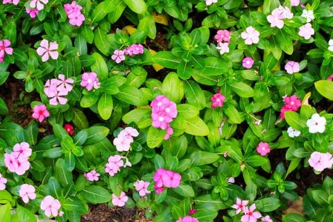 Pink periwinkle Stock Photos