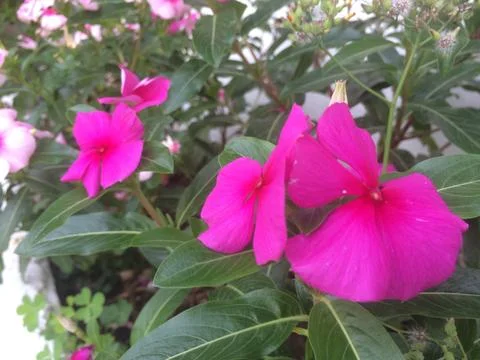 Pink periwinkle Stock Photos